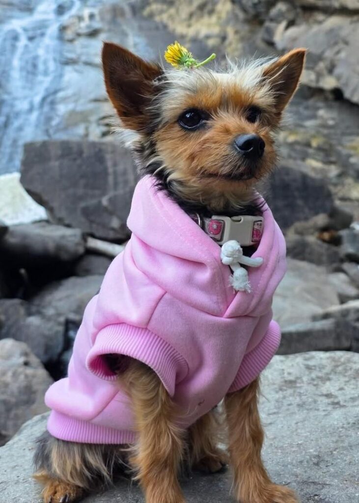 cute dog photos 38