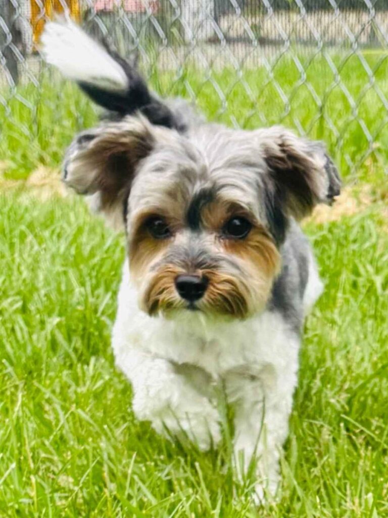 cute dog photos 39