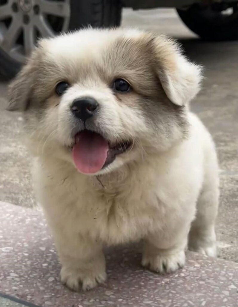cute dog photos 40