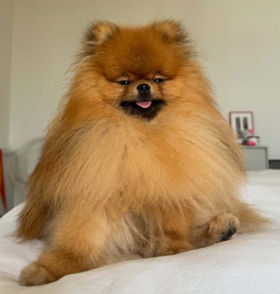 cute dog photos 5
