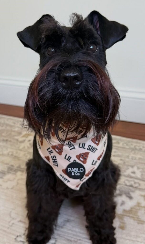 cute dog photos 7