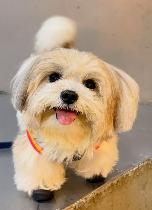 cute dog photos 8