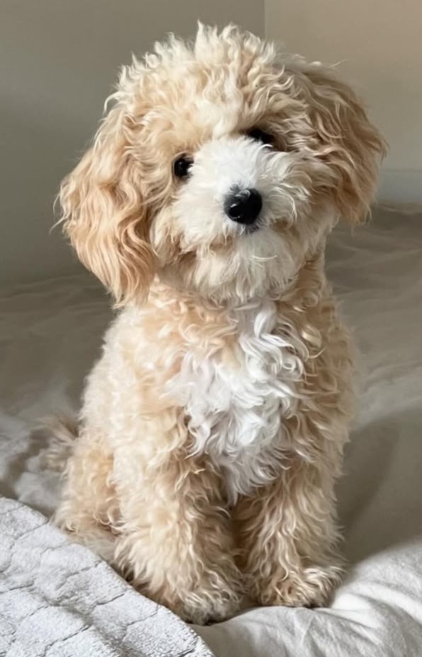 cute dog photos 9