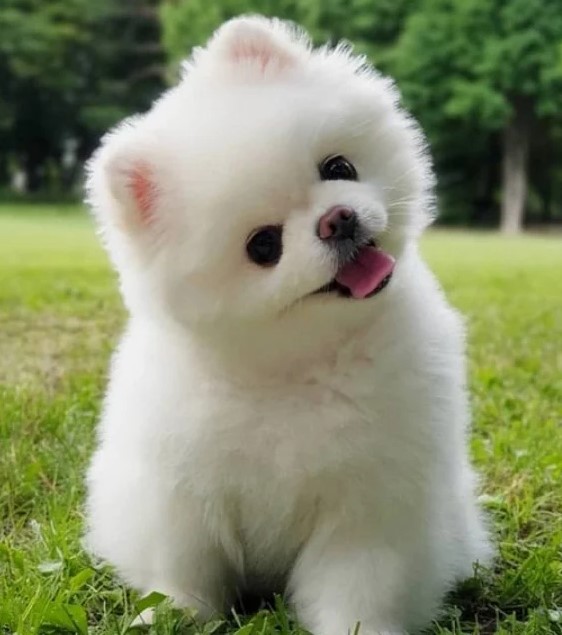 cute dog picture 1