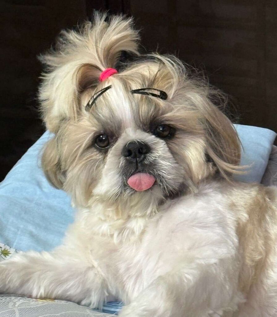 cute dog picture 10