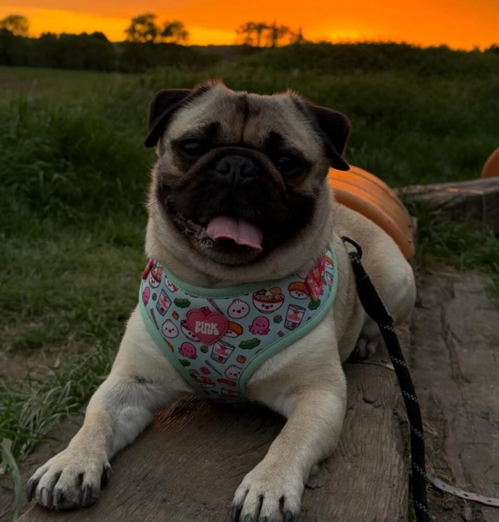 cute dog picture 11