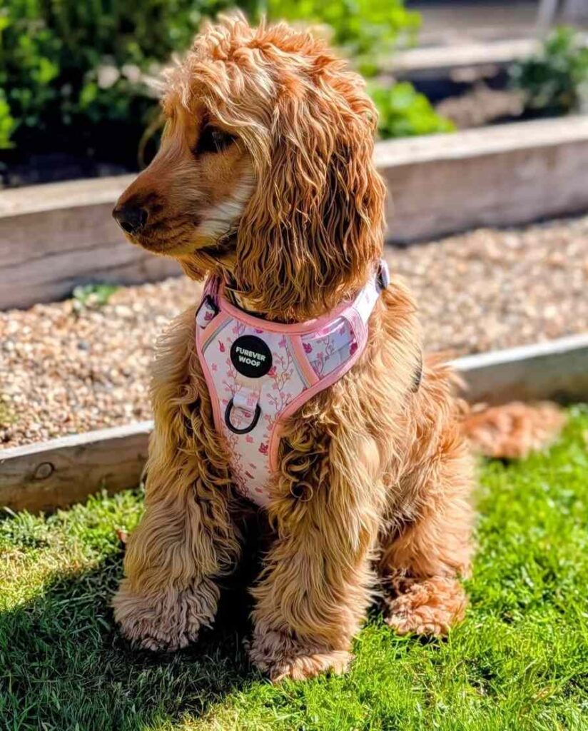 cute dog picture 12