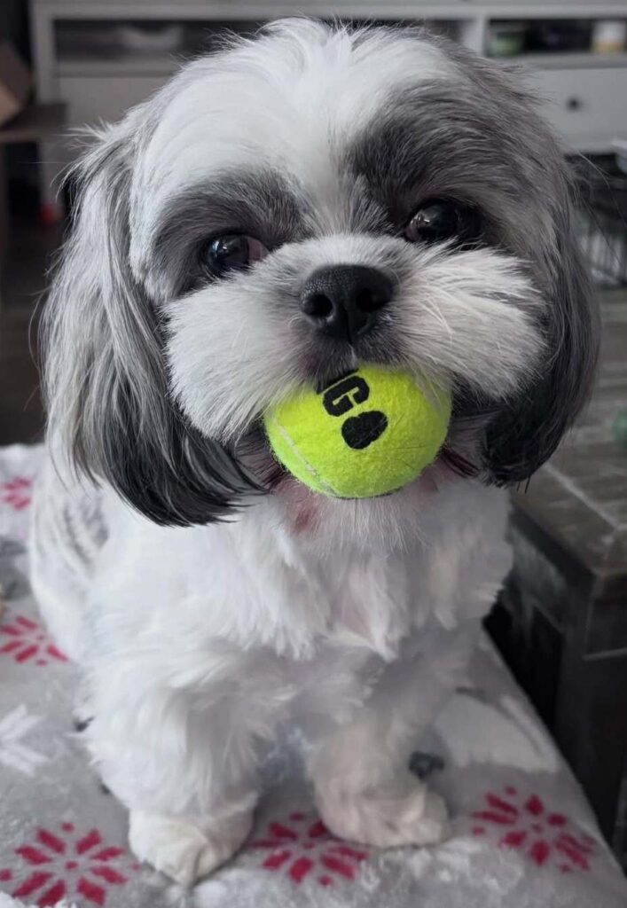 cute dog picture 13