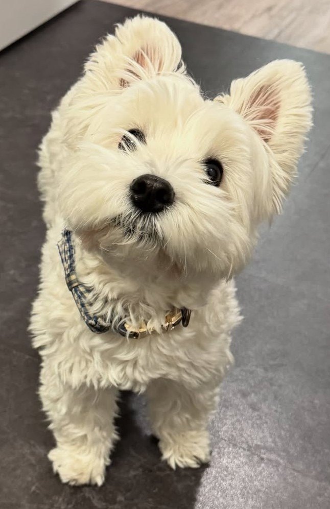 cute dog picture 14