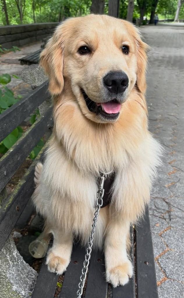 cute dog picture 15