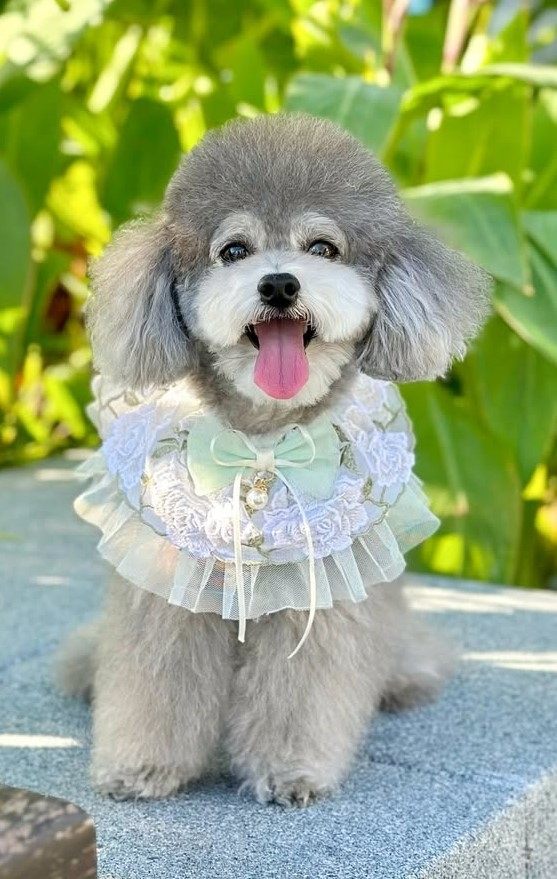 cute dog picture 16