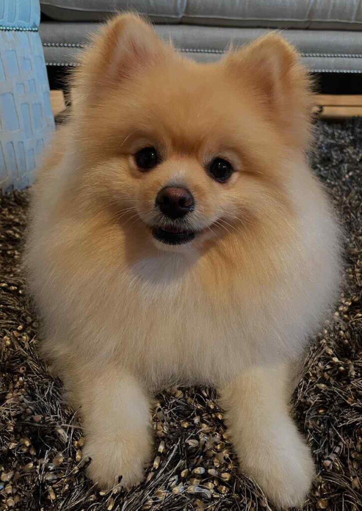 cute dog picture 17