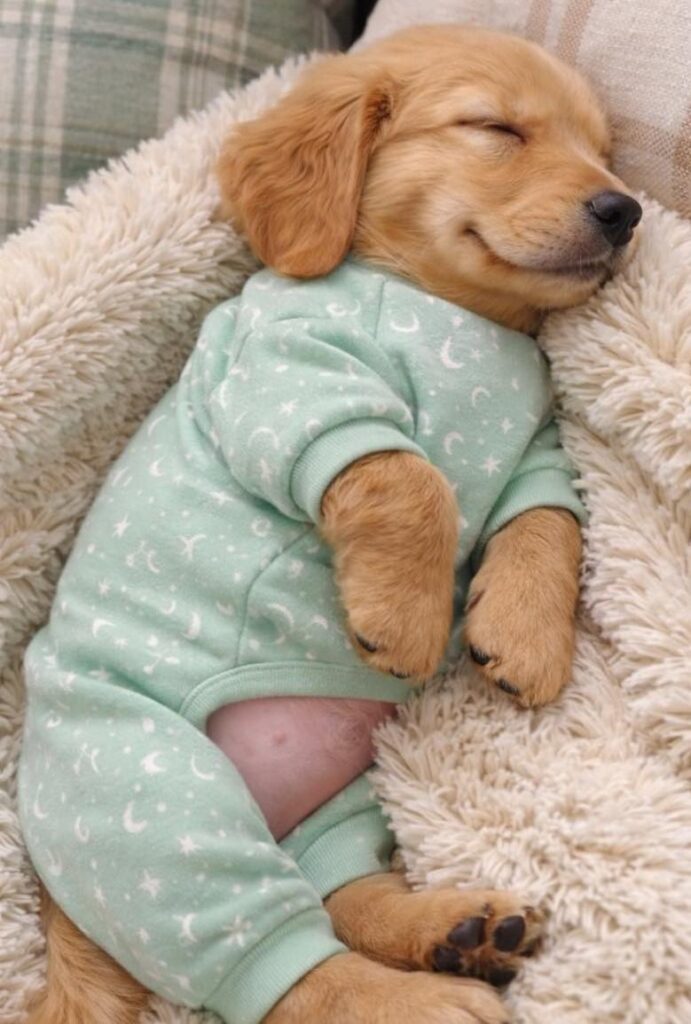 cute dog picture 18