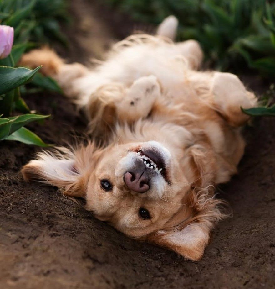 cute dog picture 19