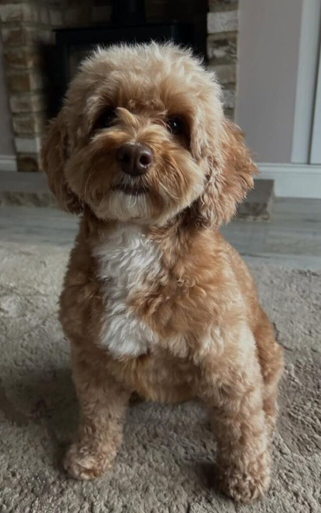 cute dog picture 2