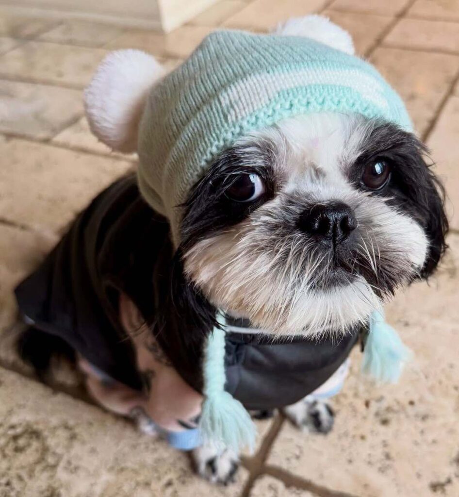 cute dog picture 20