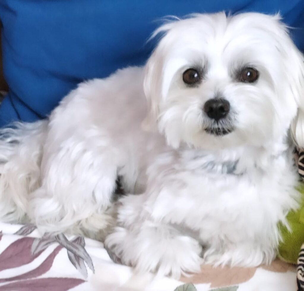 cute dog picture 21