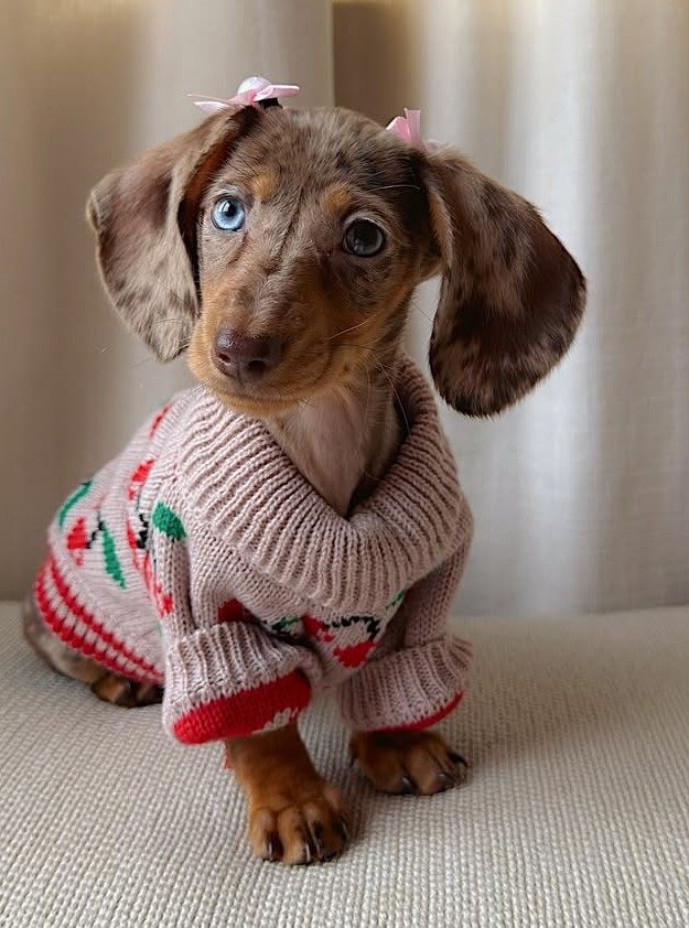 cute dog picture 22