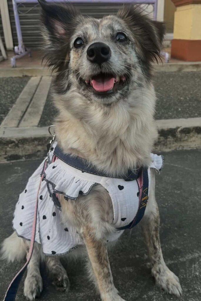 cute dog picture 24