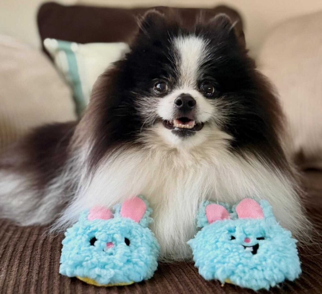 cute dog picture 25