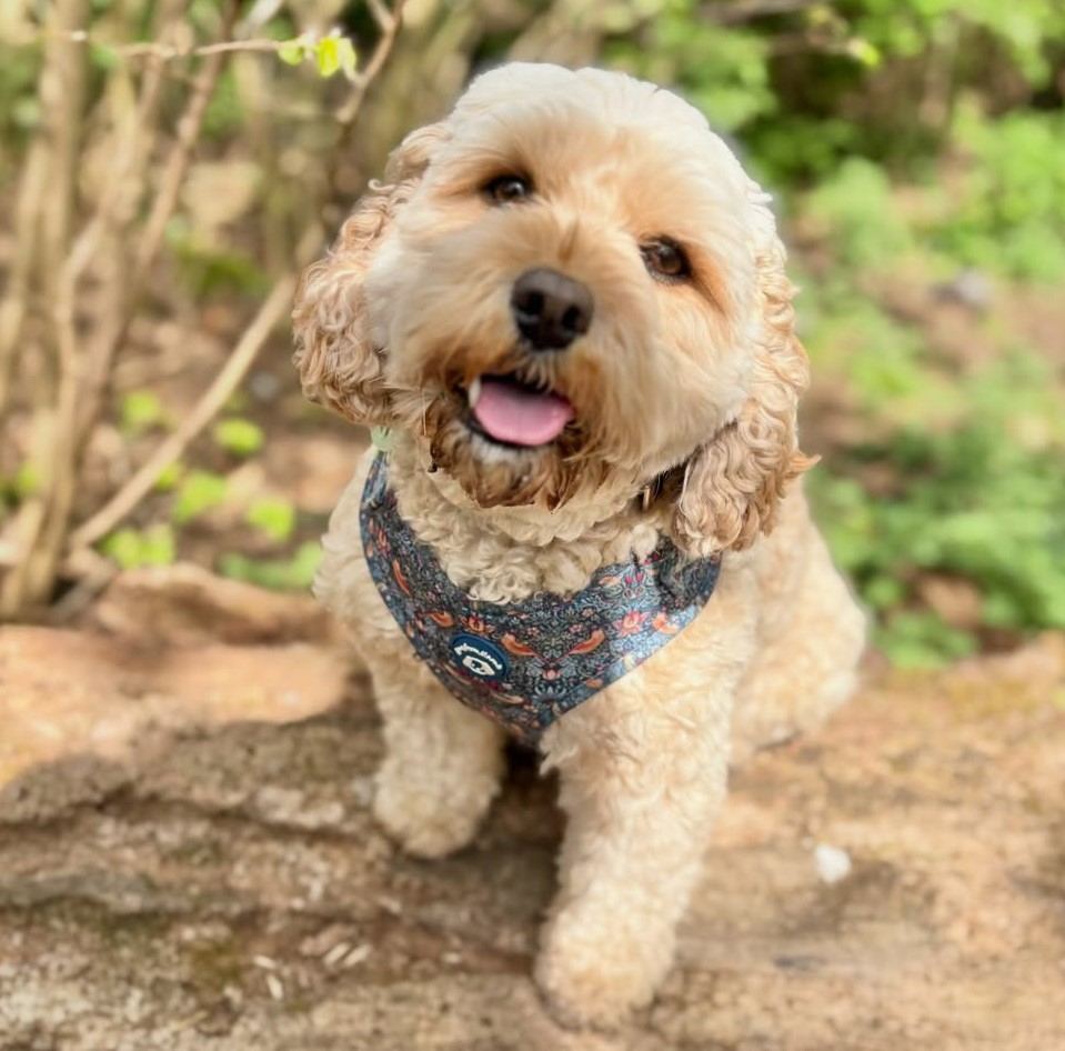 cute dog picture 26