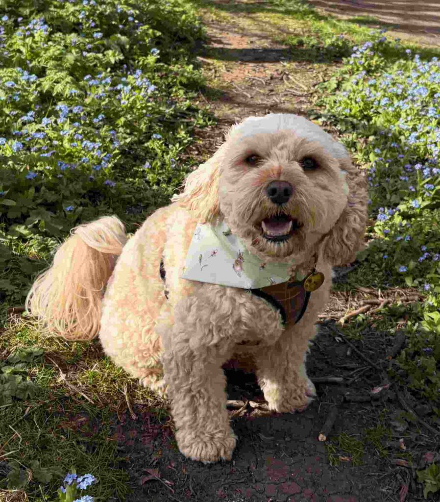 cute dog picture 27