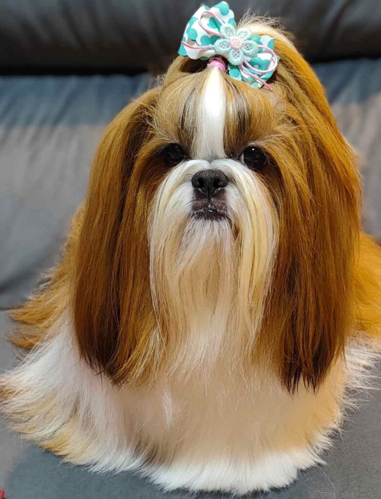 cute dog picture 28