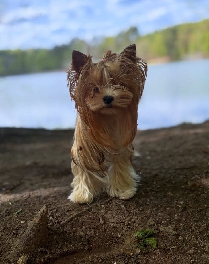 cute dog picture 29