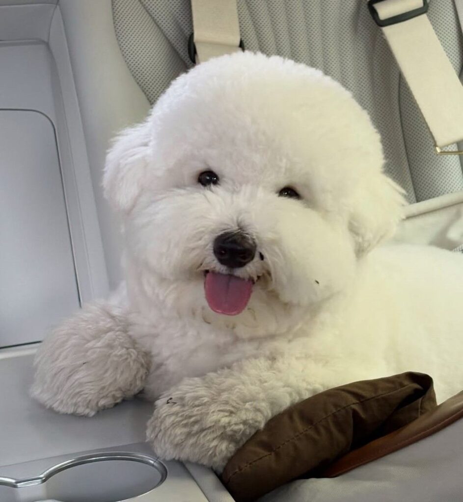 cute dog picture 3