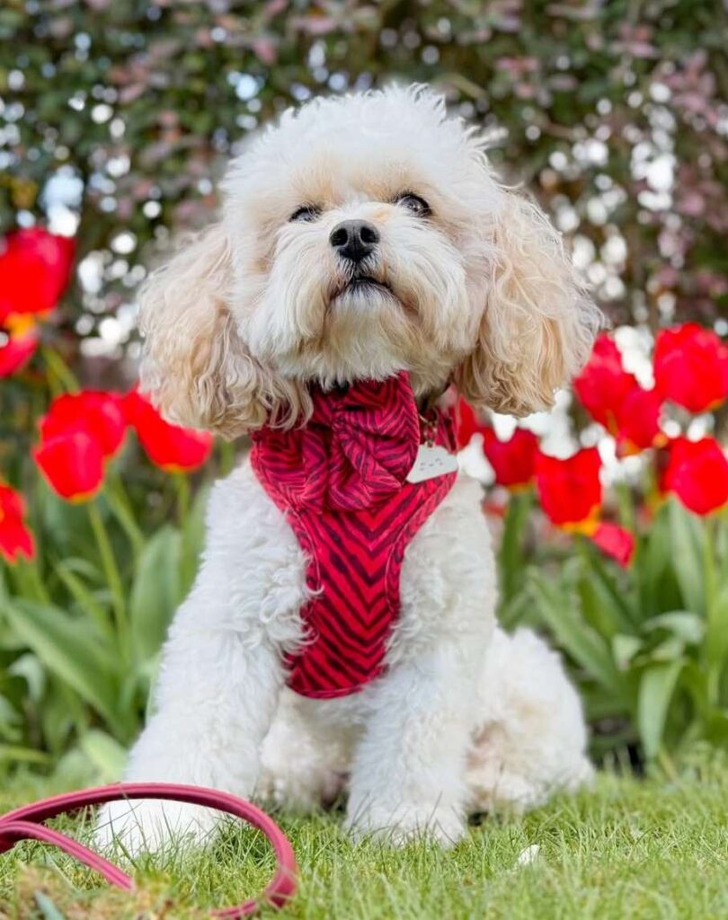 cute dog picture 30