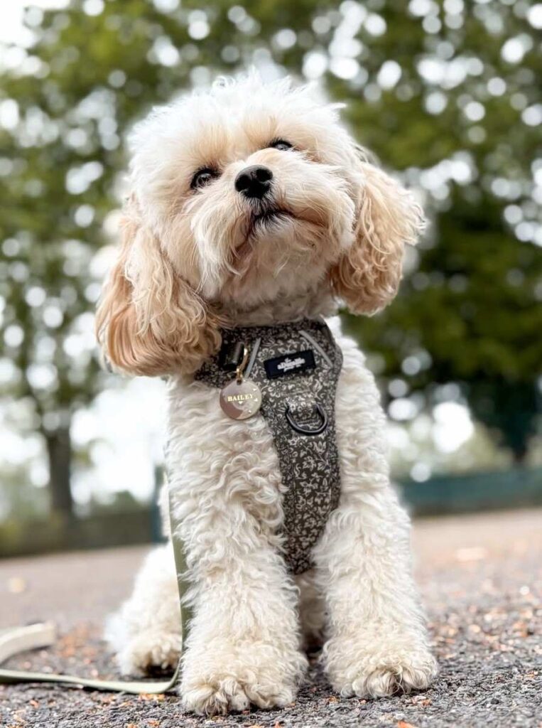 cute dog picture 31