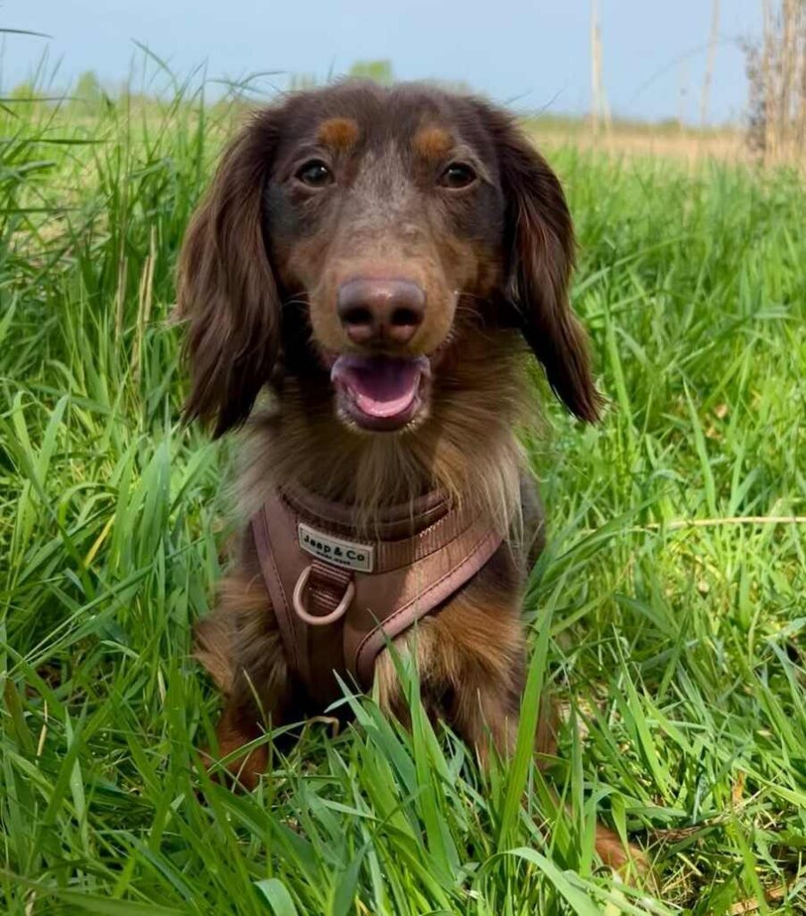 cute dog picture 32