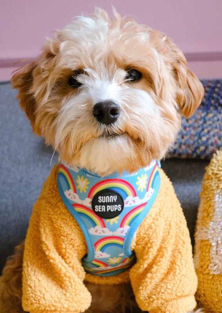 cute dog picture 33