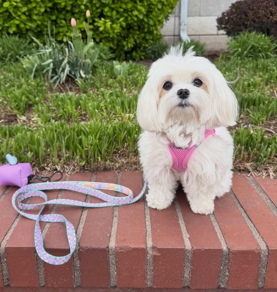 cute dog picture 34