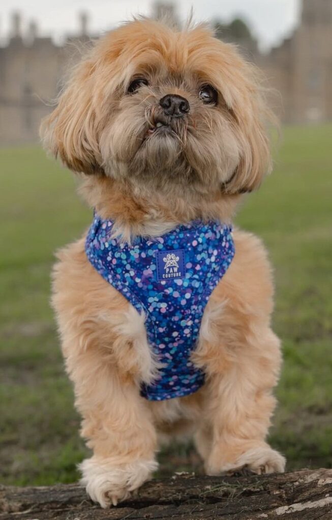 cute dog picture 35