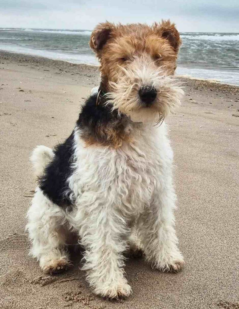 cute dog picture 36