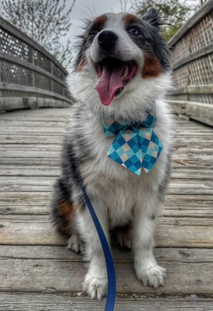 cute dog picture 38