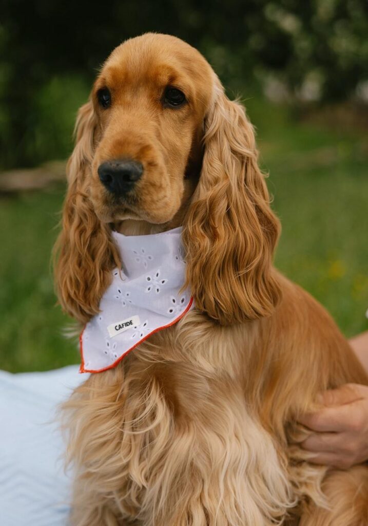 cute dog picture 39