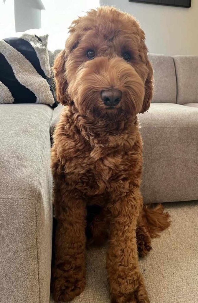 cute dog picture 4