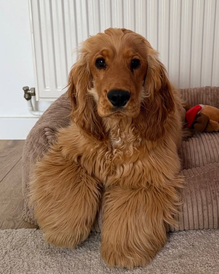 cute dog picture 40