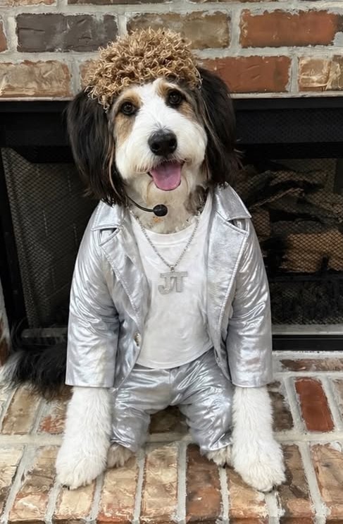 cute dog picture 41