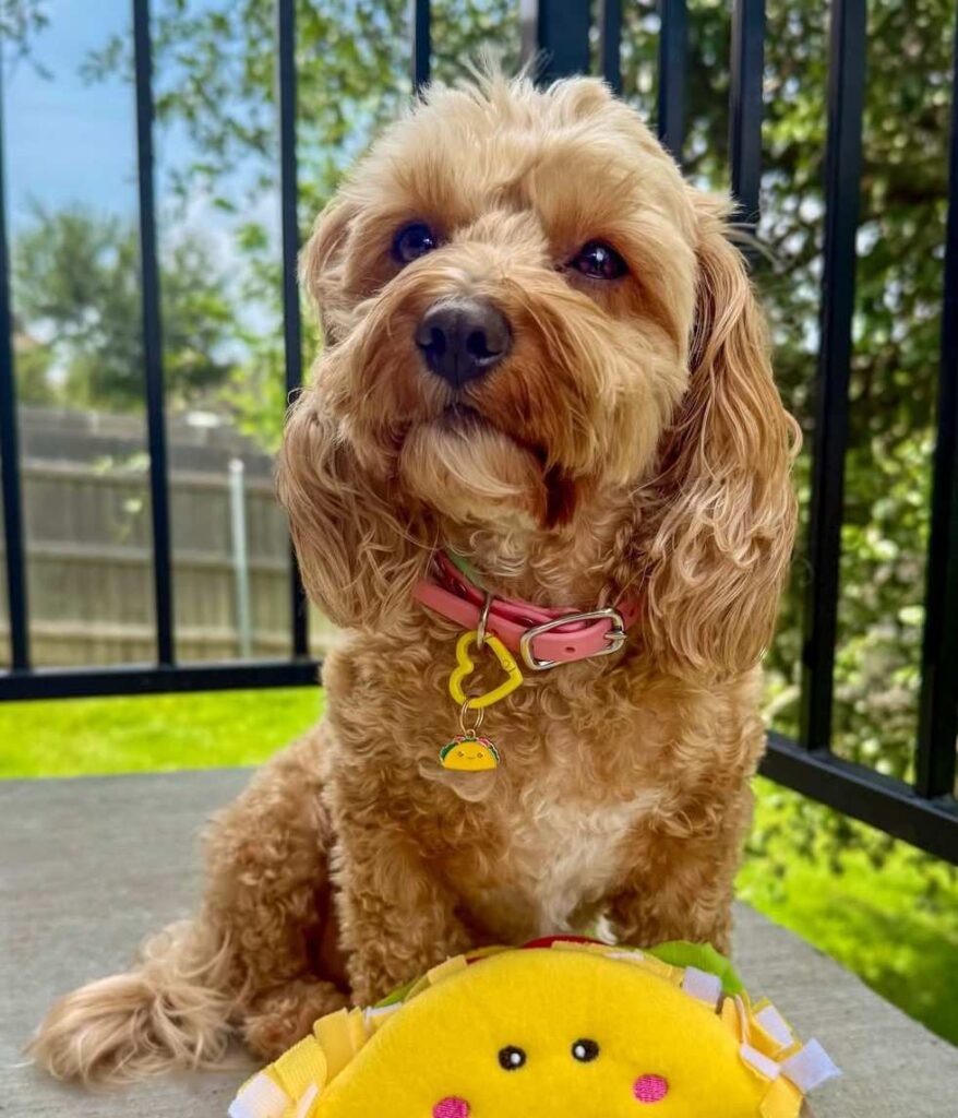 cute dog picture 42