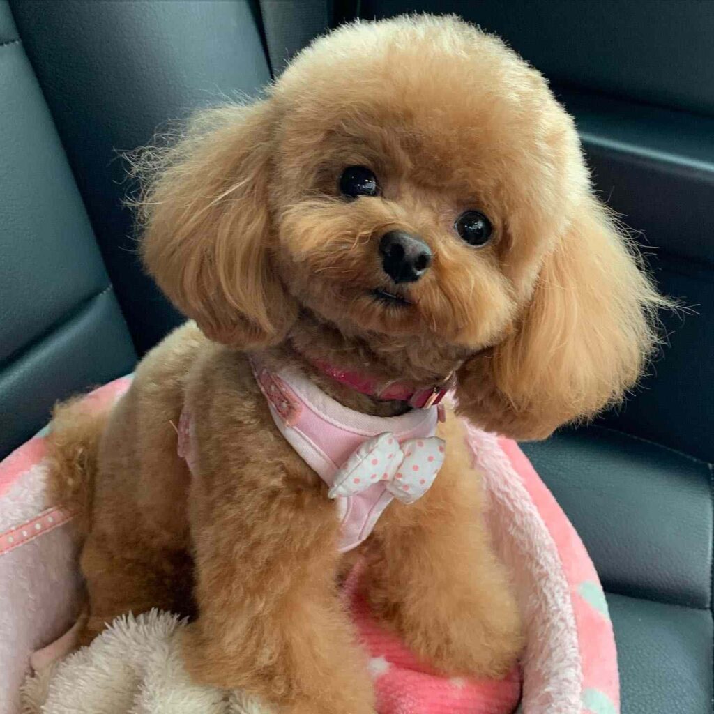 cute dog picture 43