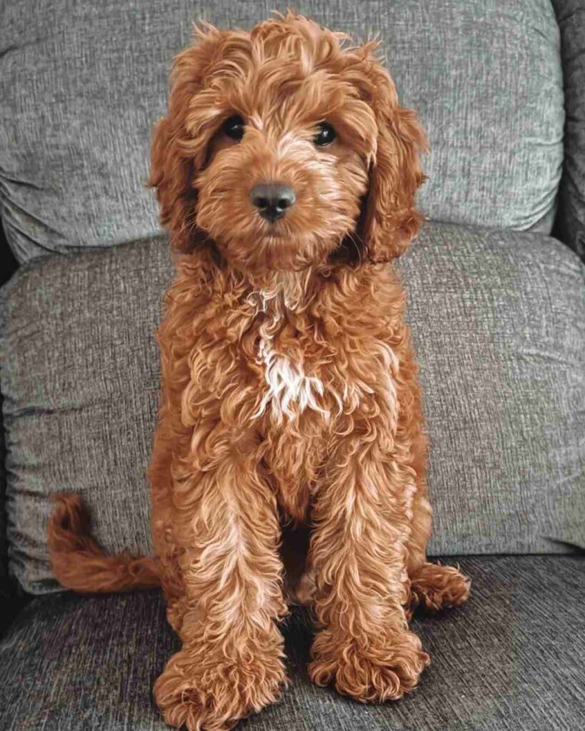 cute dog picture 44