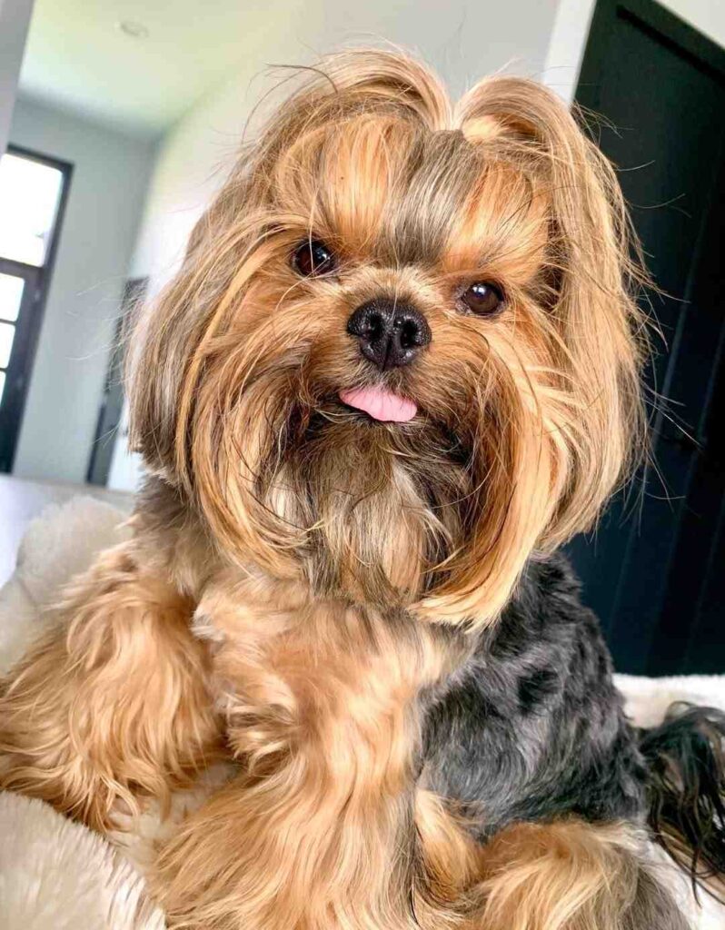 cute dog picture 45
