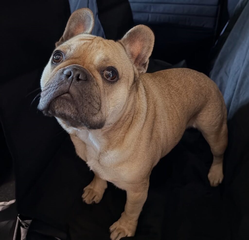 cute dog picture 46