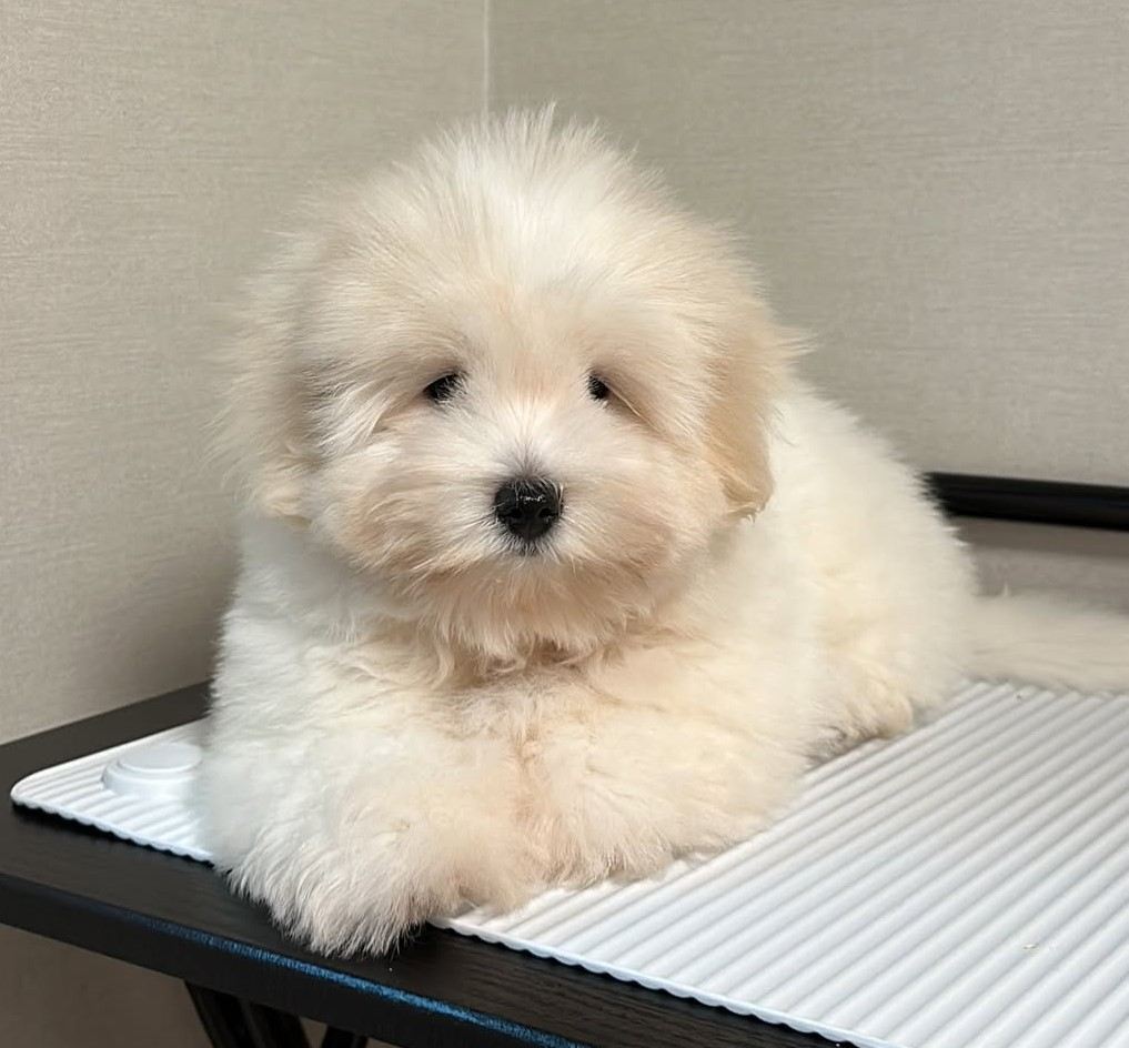 cute dog picture 48