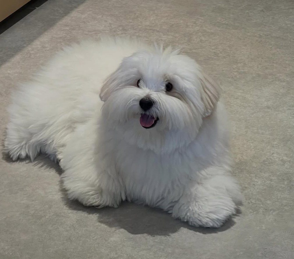 cute dog picture 49