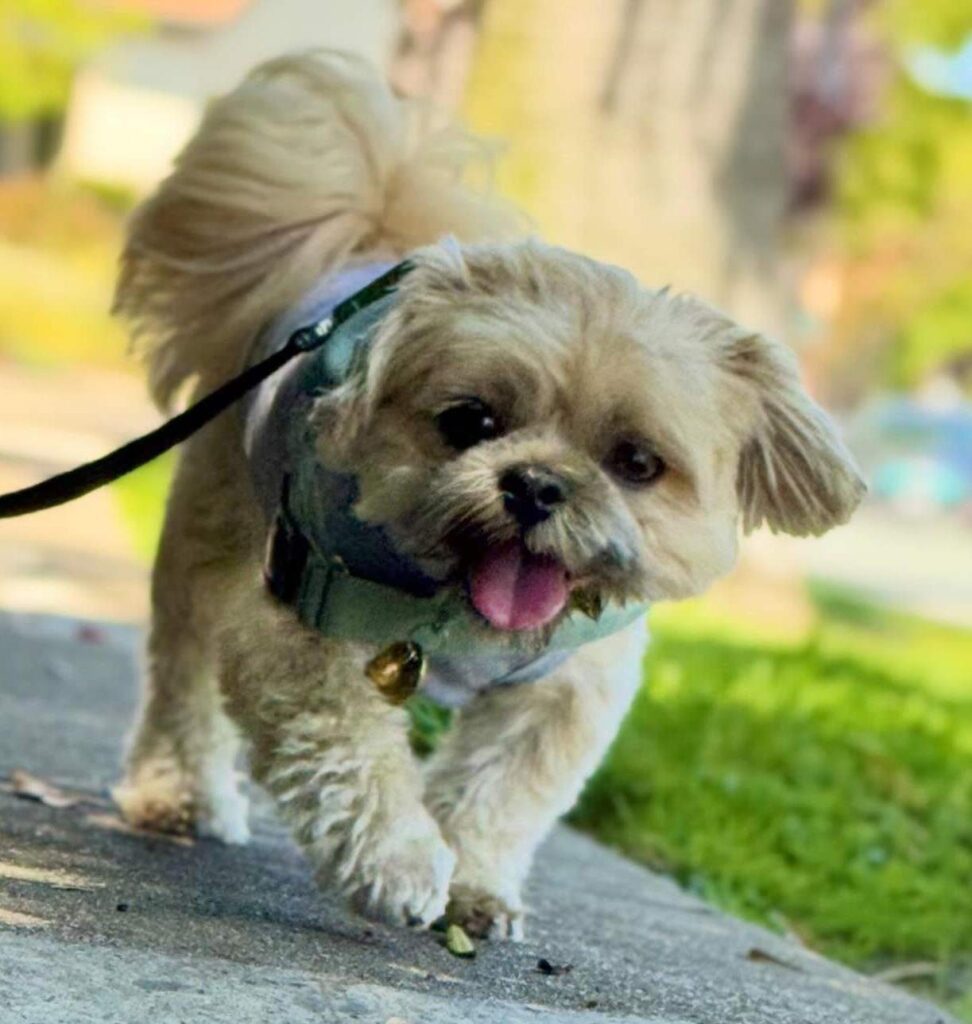cute dog picture 5