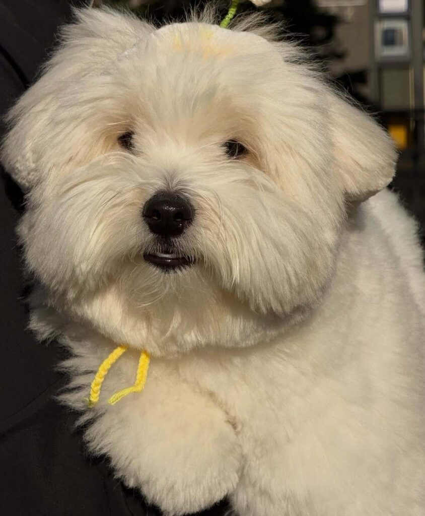 cute dog picture 50